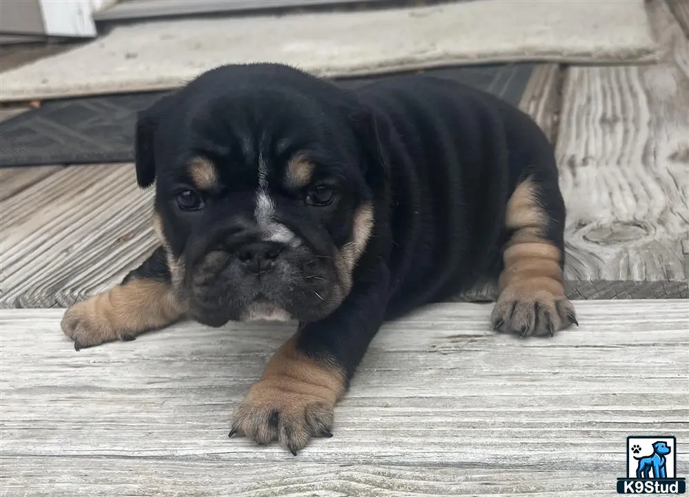 English Bulldog