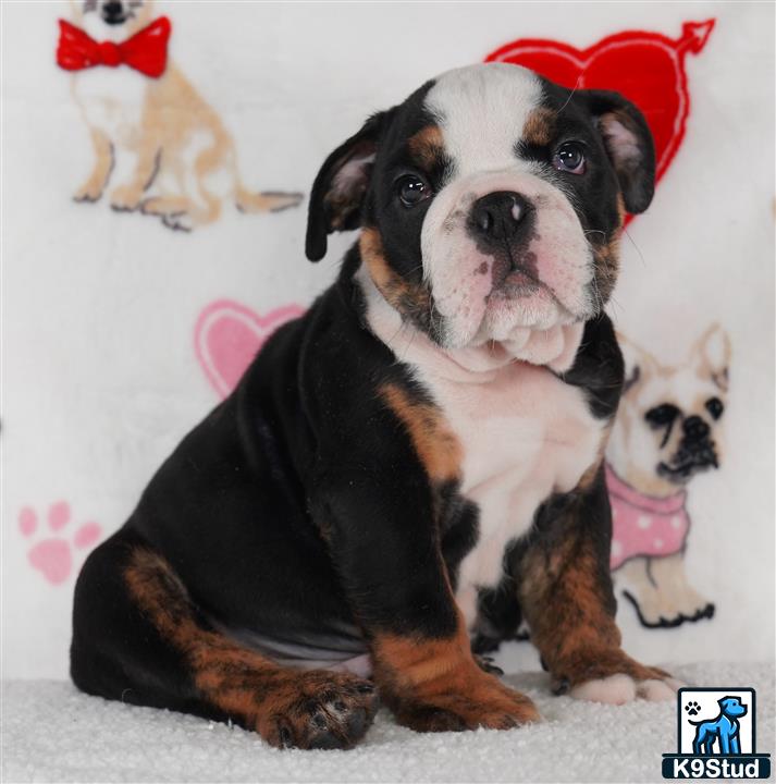 a english bulldog dog wearing a garment