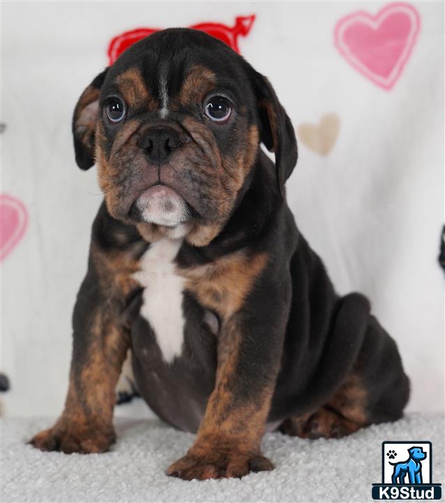 a english bulldog dog with a bow on its head