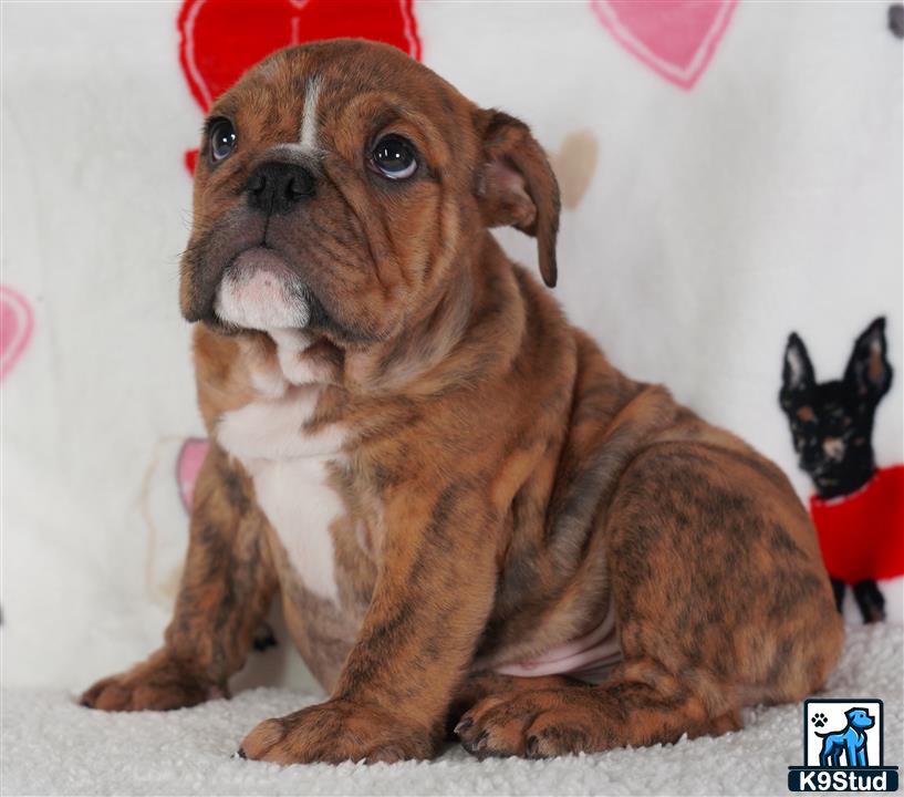 a english bulldog dog wearing a hat