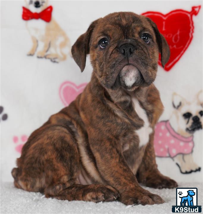 a english bulldog dog with a heart shaped pillow