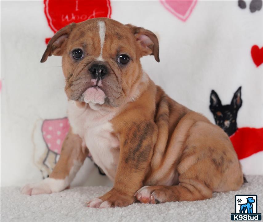 a english bulldog dog with a cats head