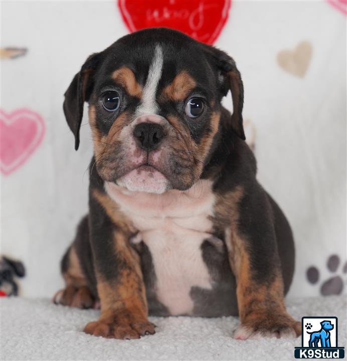 a english bulldog dog sitting on the floor