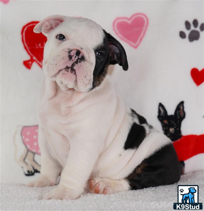 a english bulldog dog wearing a santa hat