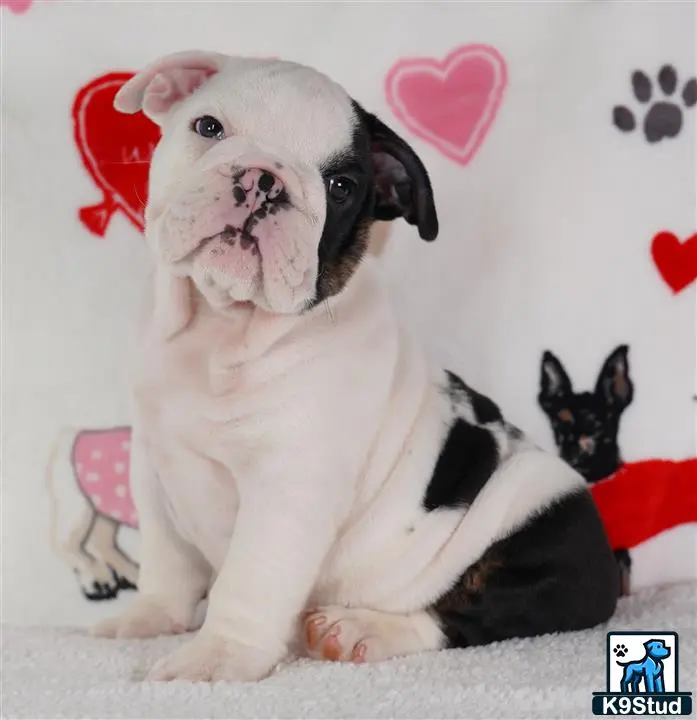 English Bulldog