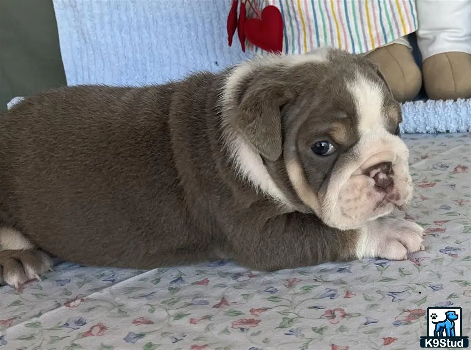 English Bulldog