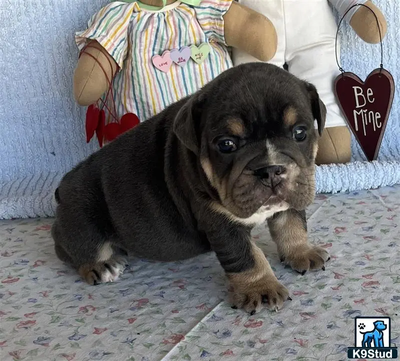 English Bulldog