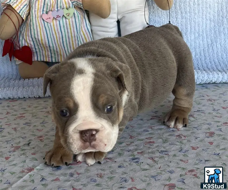 English Bulldog