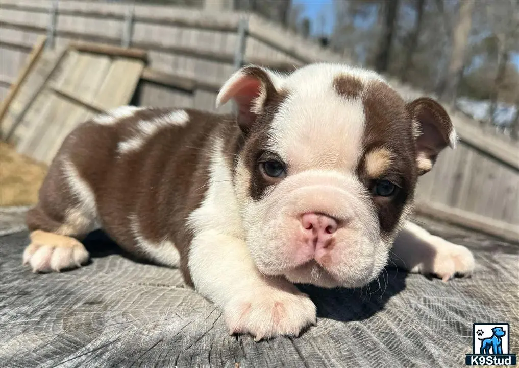 English Bulldog