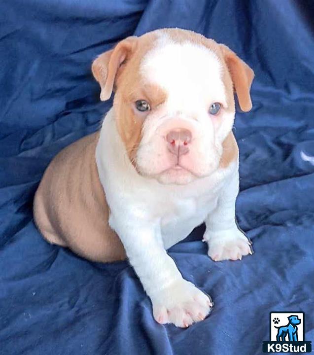 a english bulldog puppy lying on a blue blanket