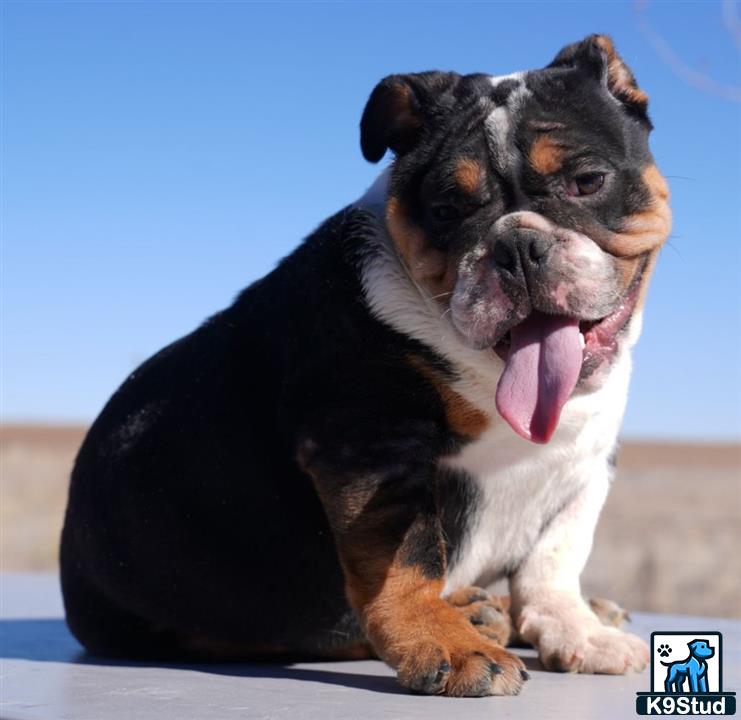 a english bulldog dog with its tongue out