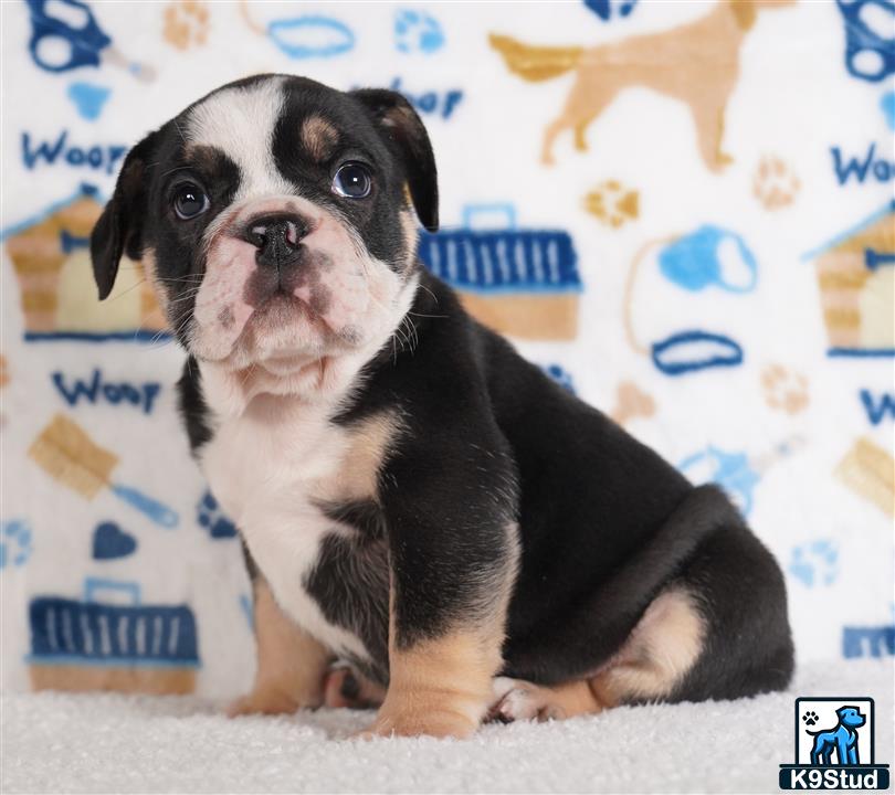 a english bulldog dog sitting on the floor