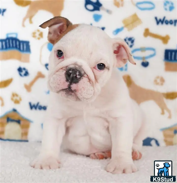 English Bulldog