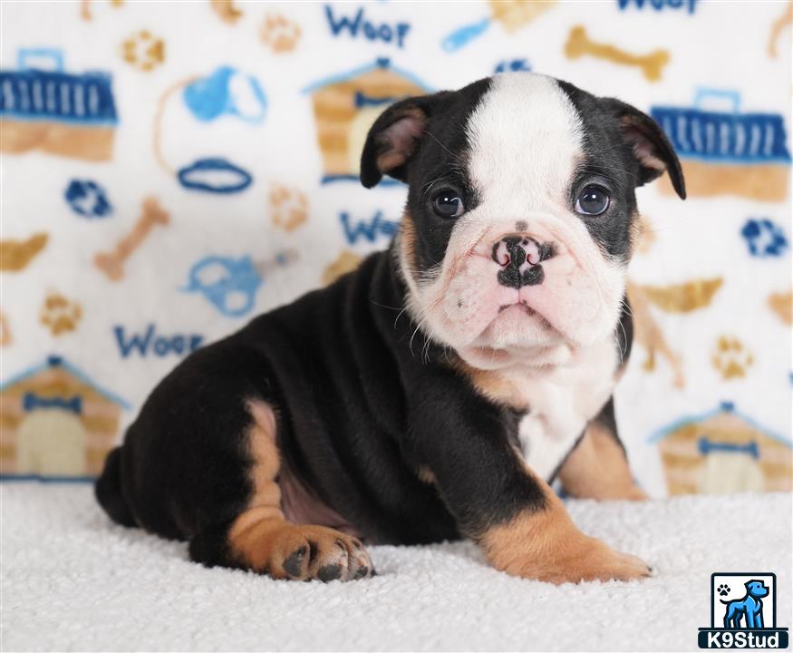 a english bulldog dog lying on the ground