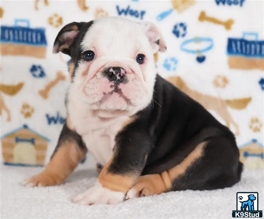 English Bulldog