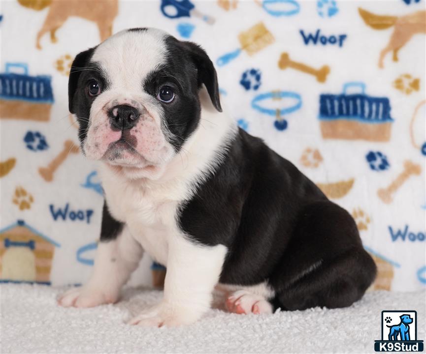 a english bulldog puppy sitting on the floor