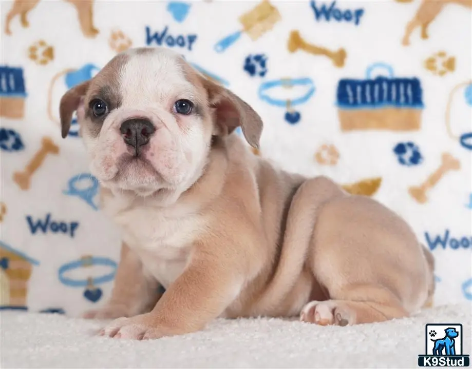 English Bulldog