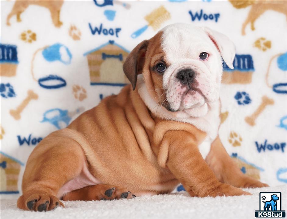 a english bulldog dog lying on a bed