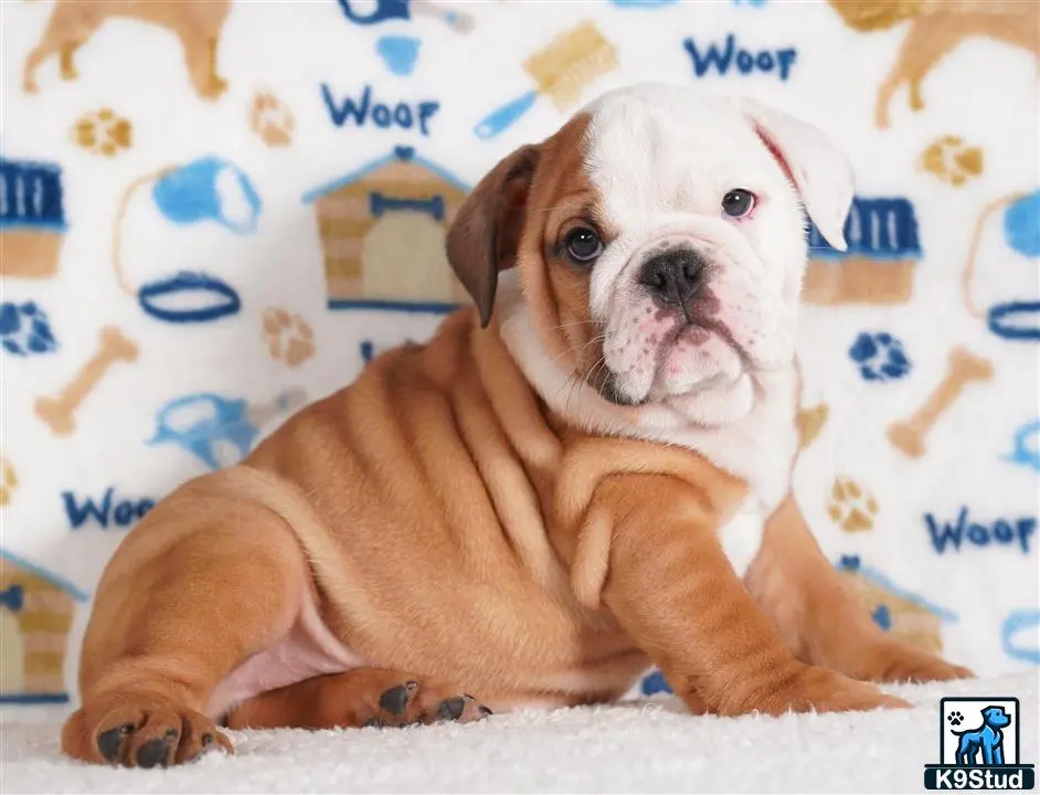 English Bulldog