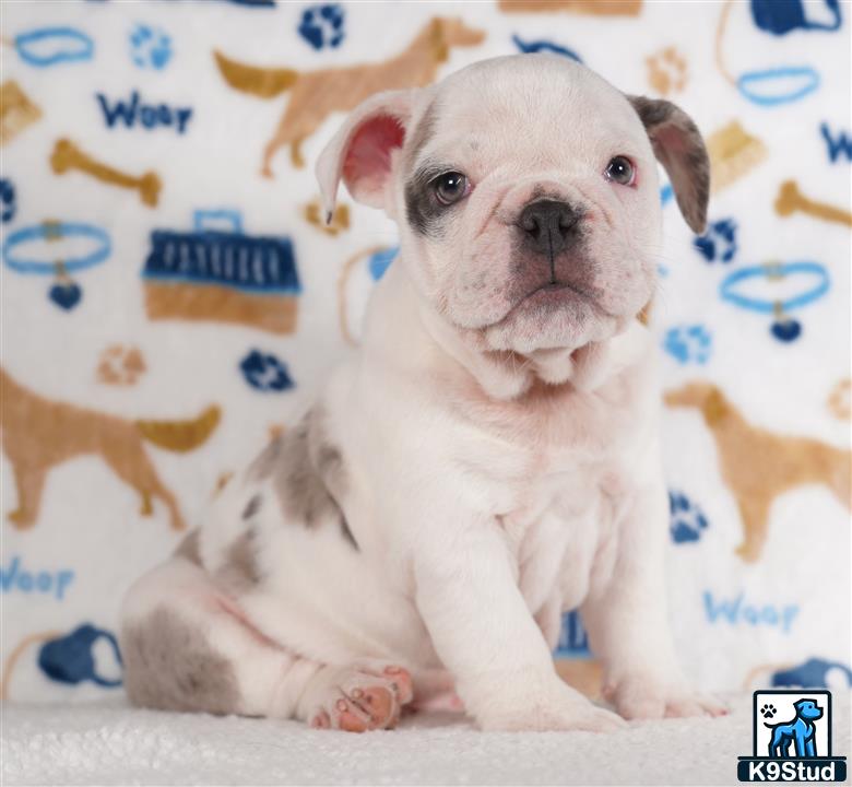 a english bulldog dog sitting on a bed