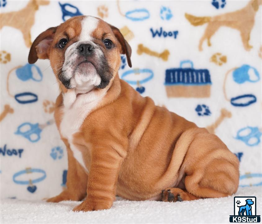 a english bulldog dog lying on a bed