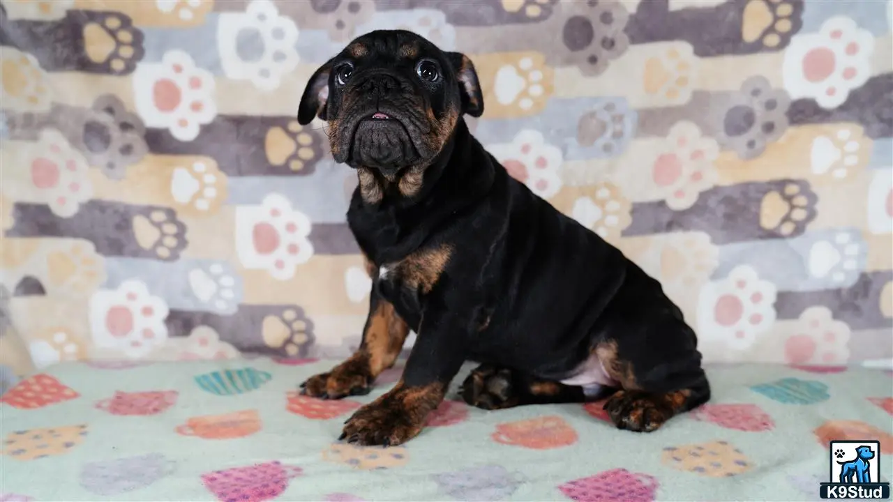 a english bulldog dog sitting on a bed