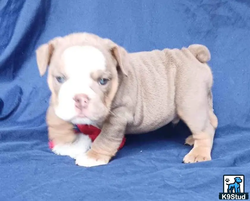 a english bulldog puppy with a toy in its mouth