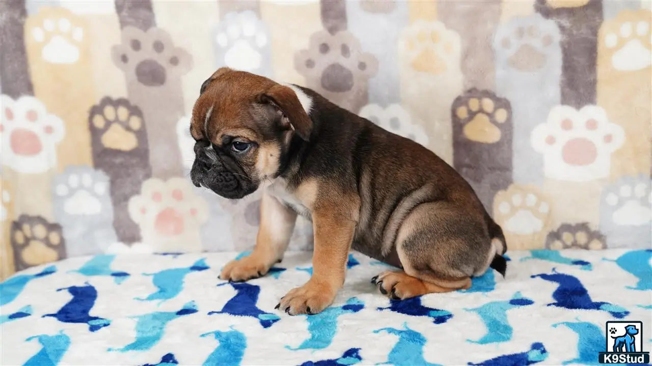 a small english bulldog puppy on a bed