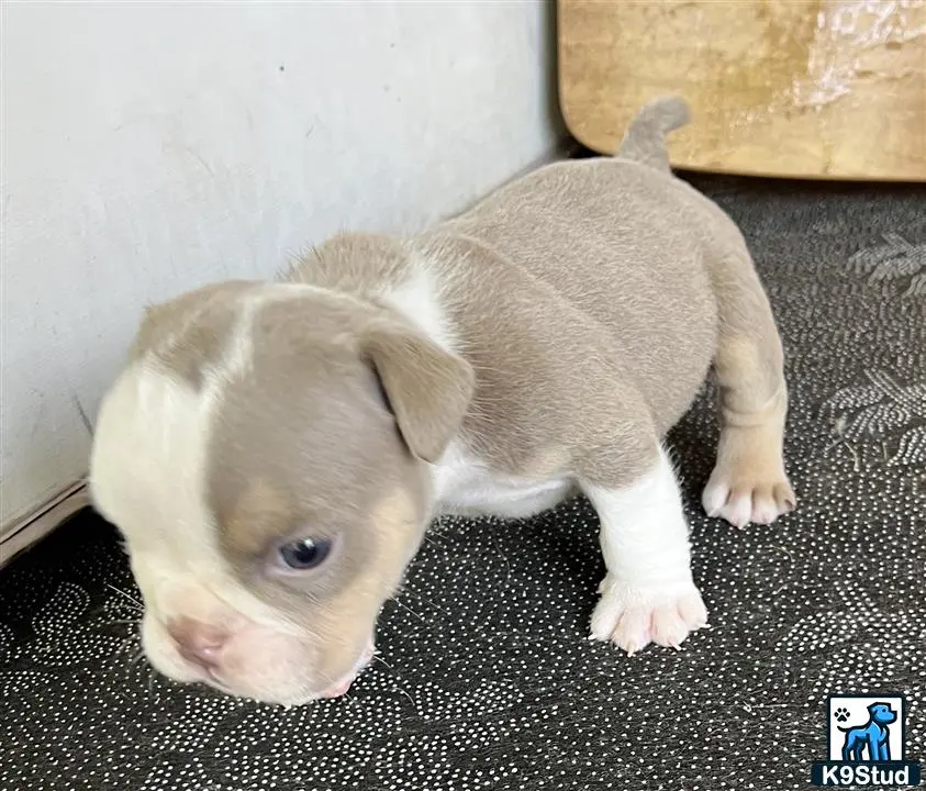 a small white and brown english bulldog puppy