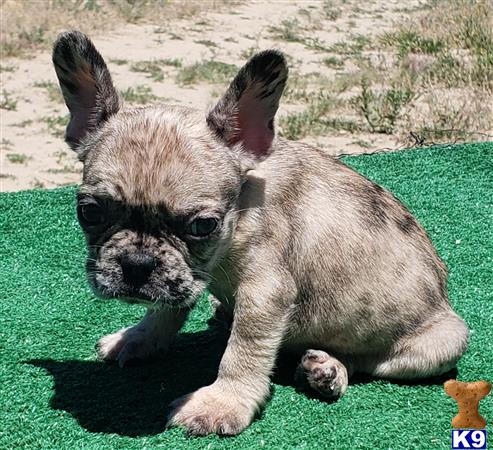 French Bulldog Puppy for Sale: Kitty 7 Weeks old
