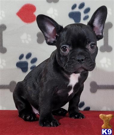 French Bulldog Puppy for Sale: Joel 2 Years old