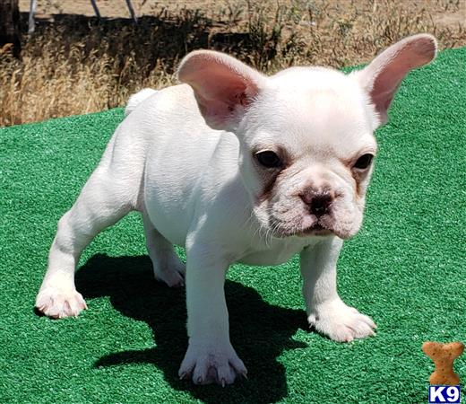 French Bulldog Puppy for Sale: Yoda 3 Years old