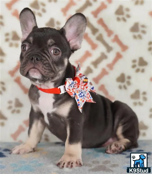 French Bulldog