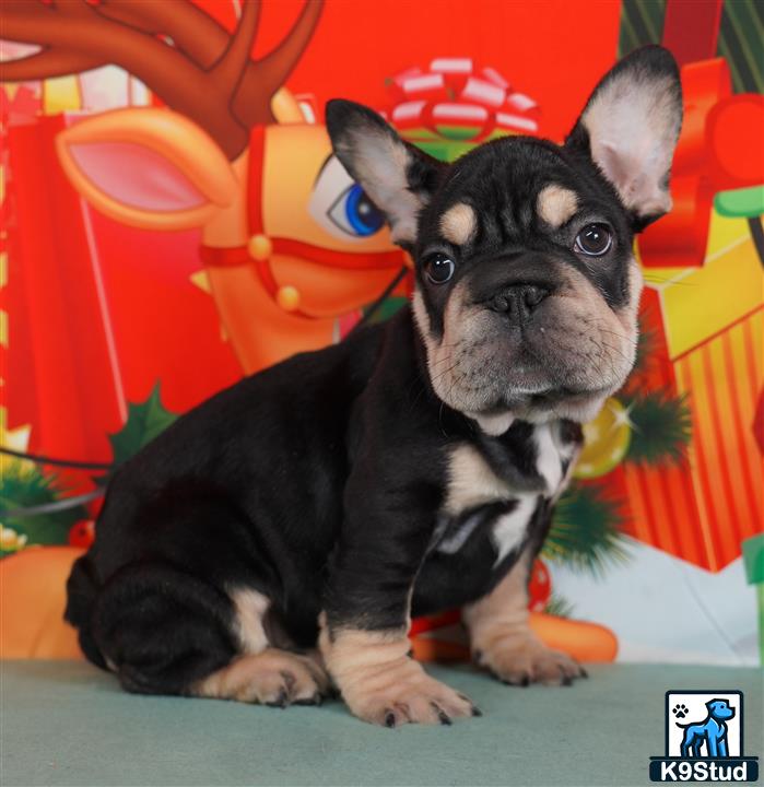 a small black french bulldog dog