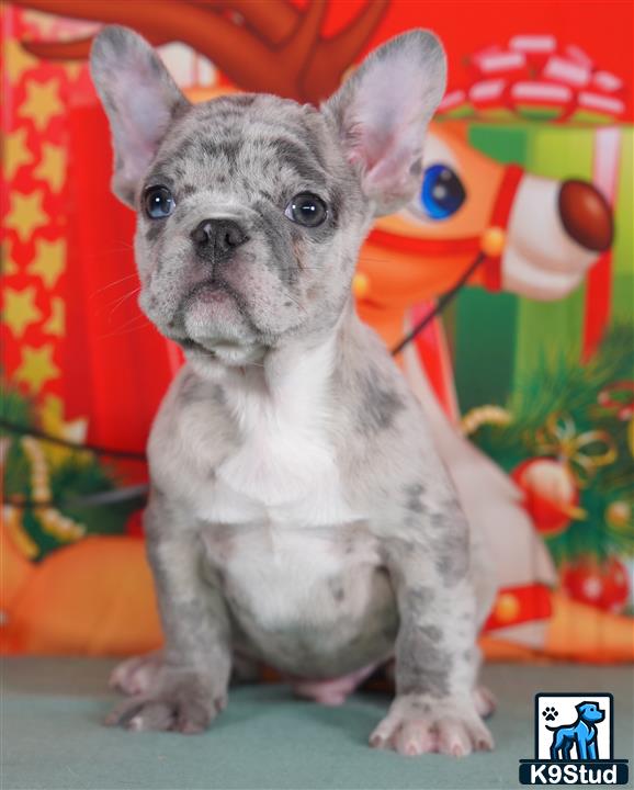 a small french bulldog dog with a red bow