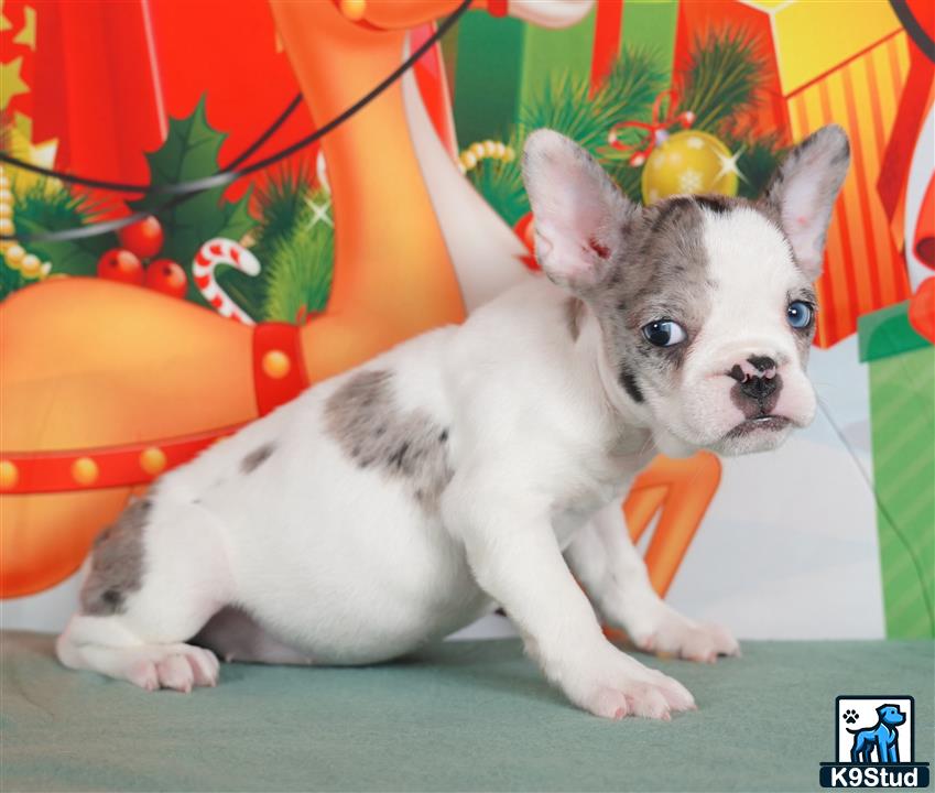 a french bulldog dog wearing a garment