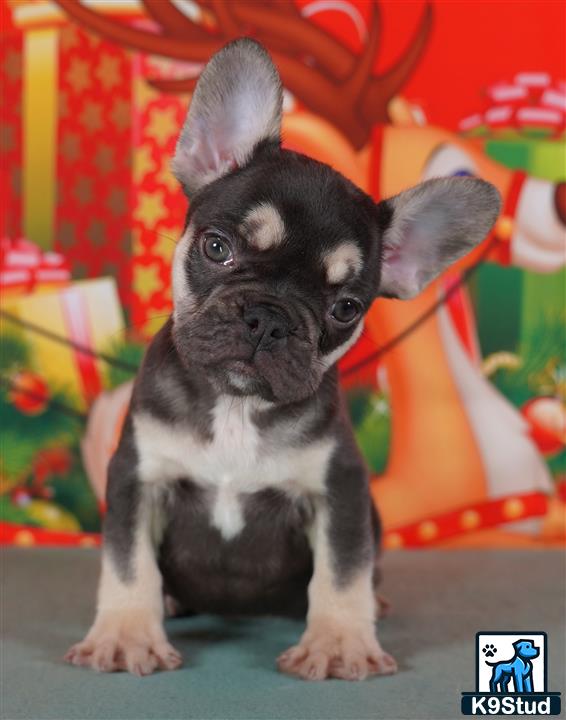 a small black and white french bulldog puppy