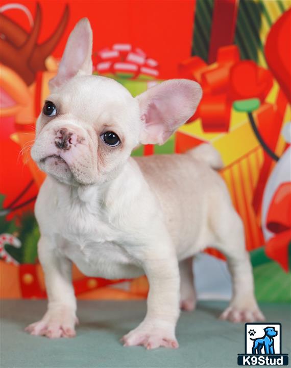 a small white french bulldog dog