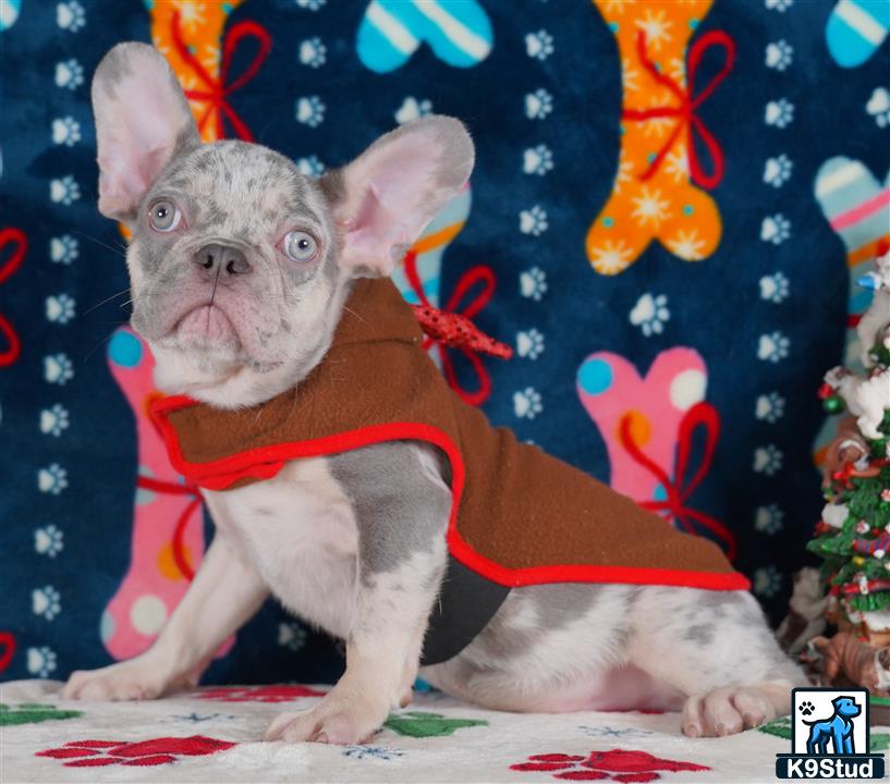 a small animal wearing a red shirt