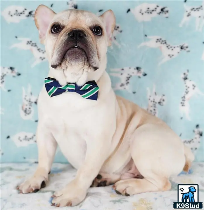 a french bulldog dog wearing a bow tie