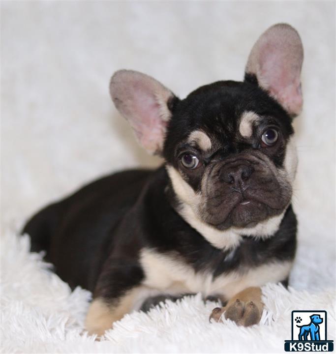 a small black and white french bulldog dog
