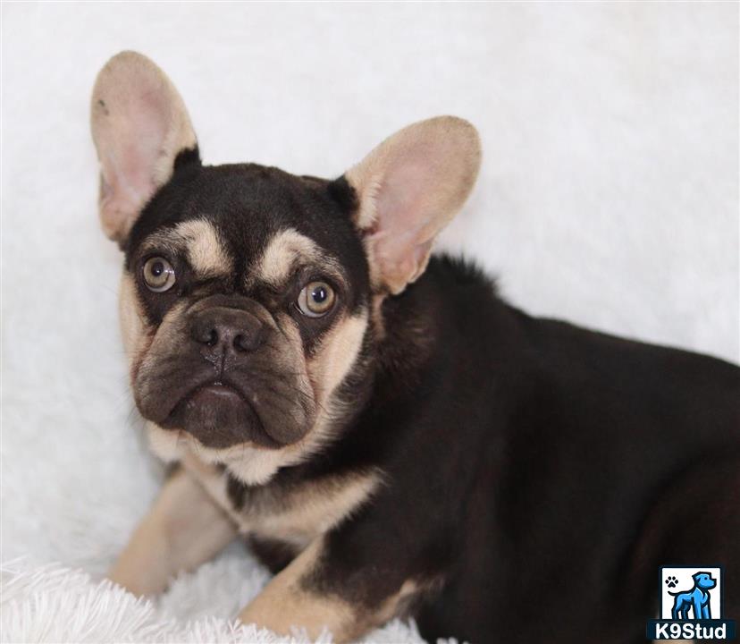 a french bulldog dog lying on a blanket