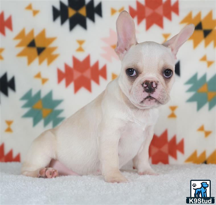 a small white french bulldog dog