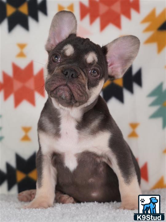 a french bulldog dog sitting on the ground