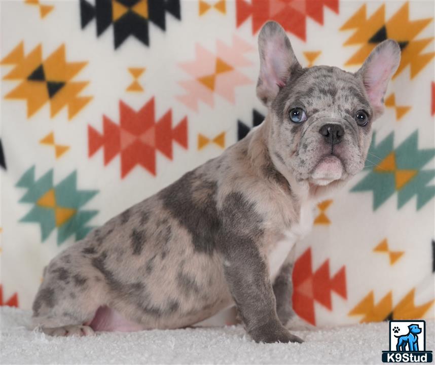 a small french bulldog dog sitting on the ground