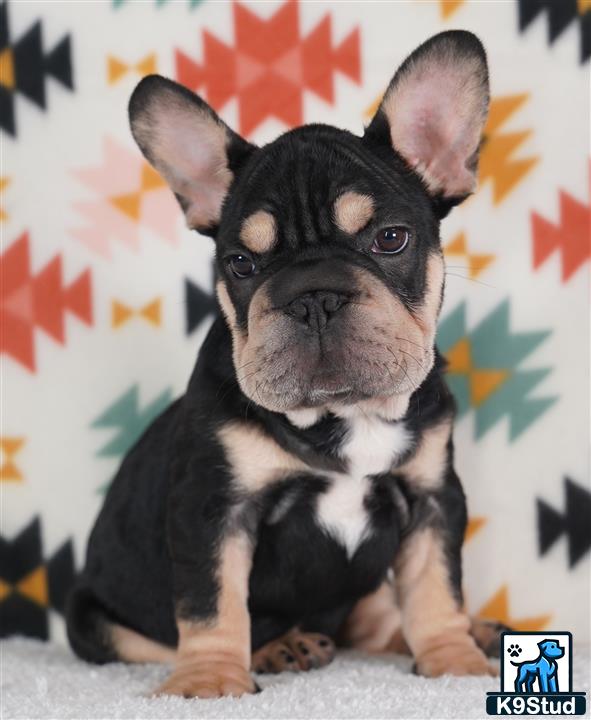 a french bulldog dog sitting on the ground