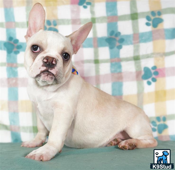 a french bulldog dog sitting on a bed