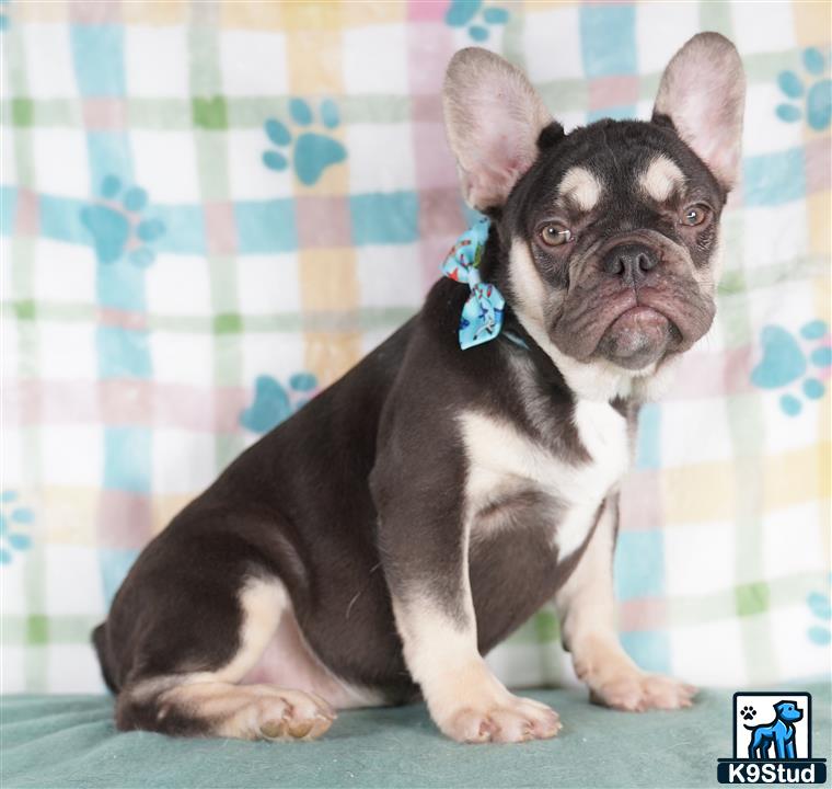 a french bulldog dog sitting on a couch