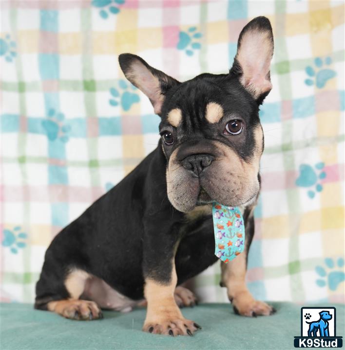 a french bulldog dog wearing a dress