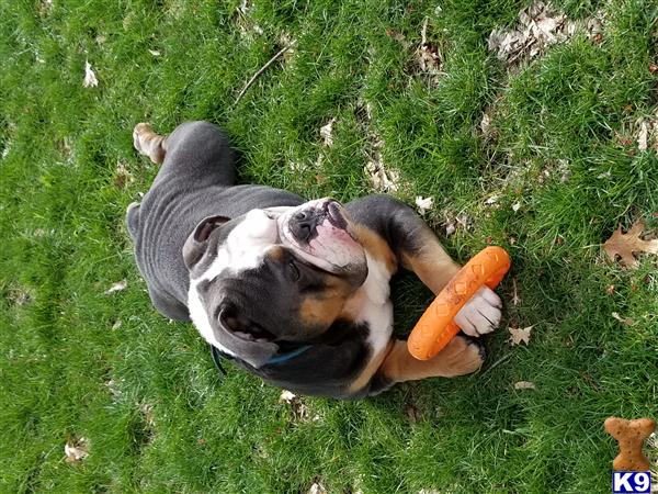a old english bulldog dog lying in the grass with a carrot in its mouth